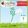 Почки сиригны